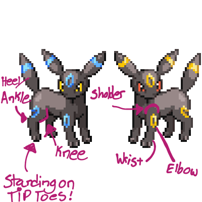 Two sprites of Umbreon with multiple parts of the leg's anatomy labelled. notably it is pointed out that the Umbreon's normal stance can be considered standing on tip toes.
